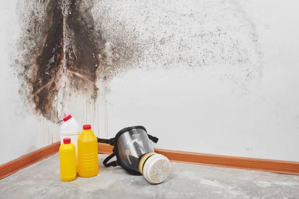 Best Crawl Space Mold Removal  in New Bremen, OH