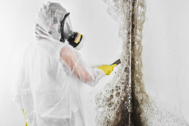 Best Affordable Mold Removal  in New Bremen, OH