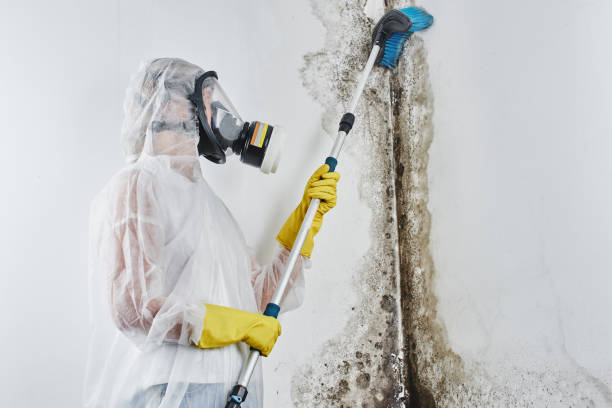 Best Mold Removal and Inspection  in New Bremen, OH