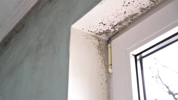 Best Attic Mold Removal  in New Bremen, OH