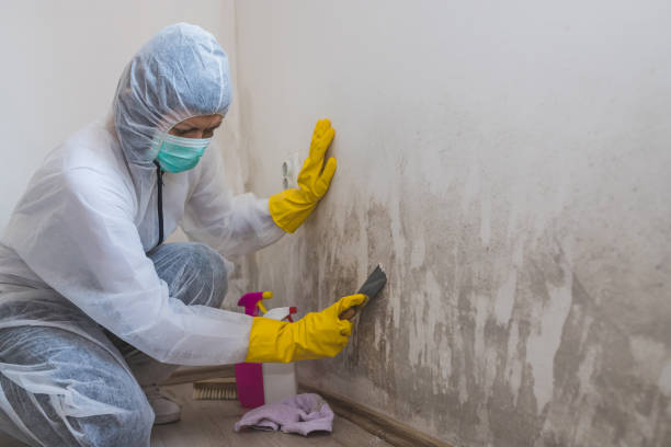 Best Local Mold Removal Service  in New Bremen, OH