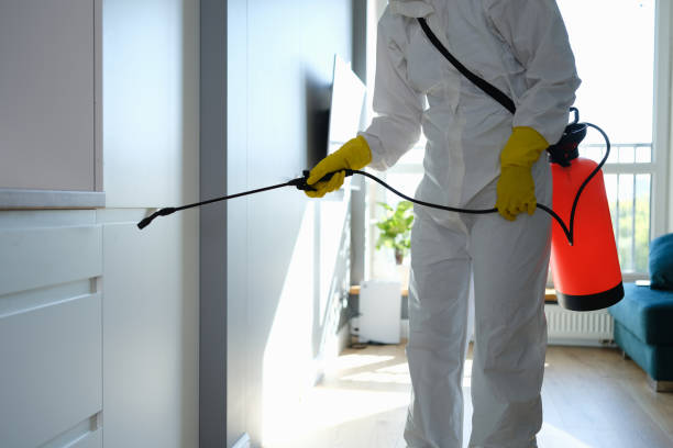 Best Office Mold Removal Services  in New Bremen, OH