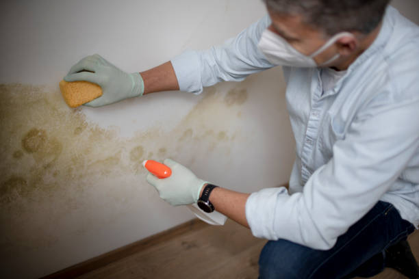 Best Mold Removal Company Near Me  in New Bremen, OH