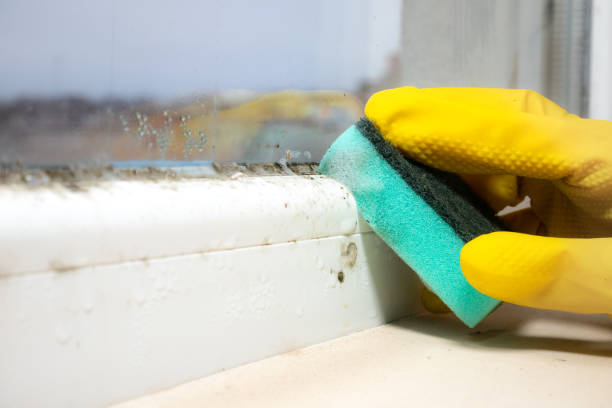 Best Emergency Mold Removal  in New Bremen, OH