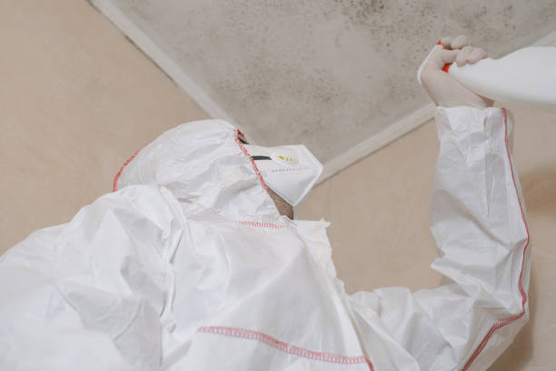 Best Fast Mold Removal  in New Bremen, OH