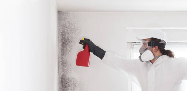 Best Commercial Mold Removal  in New Bremen, OH