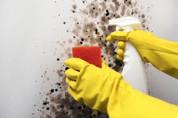 Office Mold Removal Services in New Bremen, OH