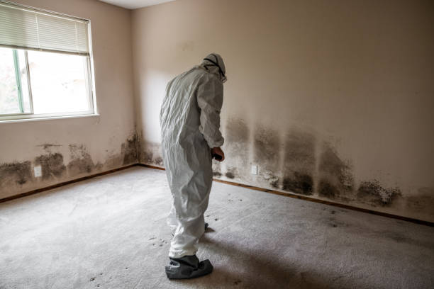 Best Mold Remediation Services  in New Bremen, OH