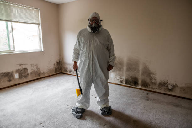 Best Certified Mold Removal  in New Bremen, OH