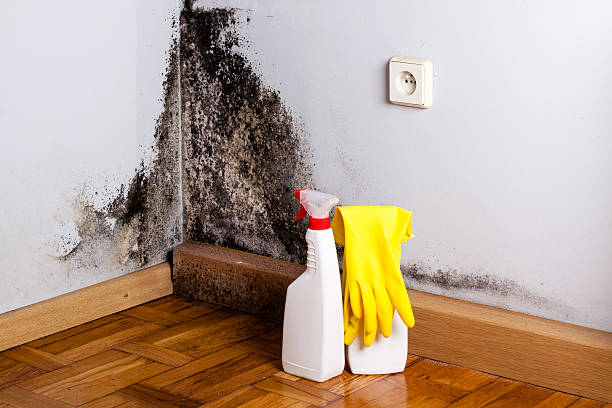 Best Mold Removal Company Near Me  in New Bremen, OH