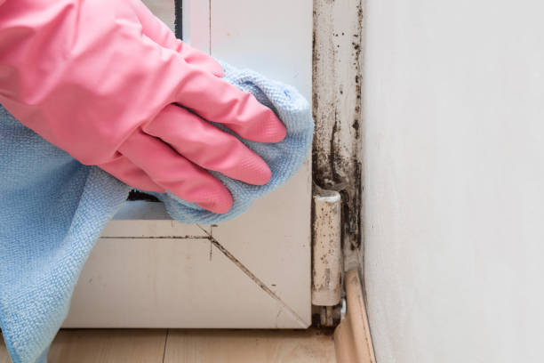 Best Same-Day Mold Removal  in New Bremen, OH