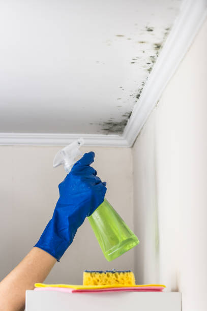 Best Crawl Space Mold Removal  in New Bremen, OH