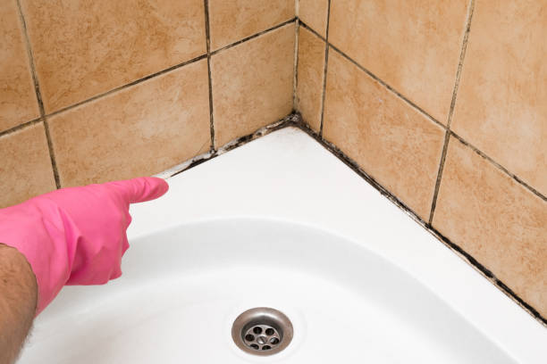 Best Office Mold Removal Services  in New Bremen, OH